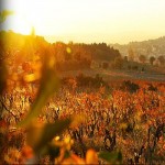 Clos du Mont Olivet