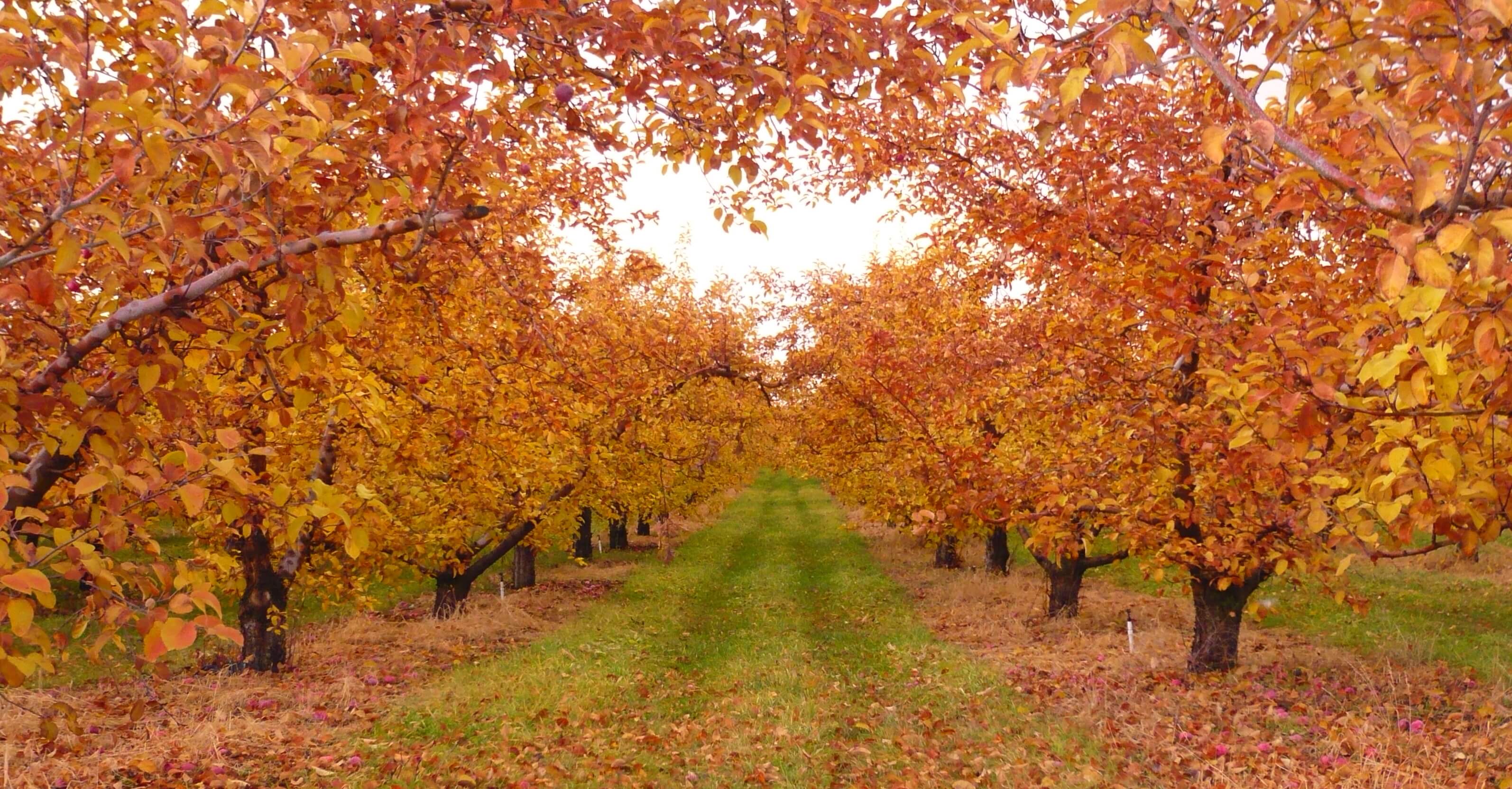 Orchard